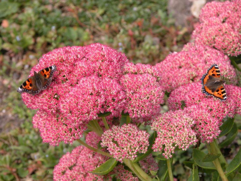 Aglais urticae (Britain) + norm - (Internet Image property of respective owner, non-commercial use only)
